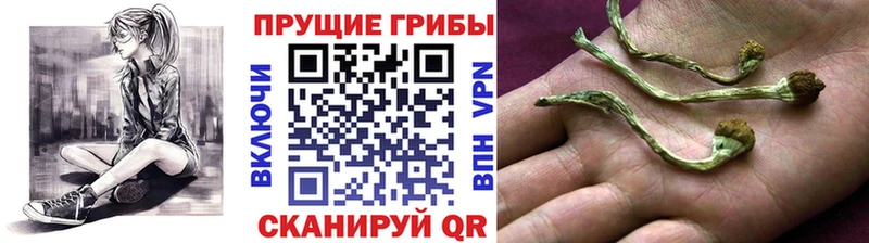 нарко площадка официальный сайт  Высоцк  Галлюциногенные грибы ЛСД 